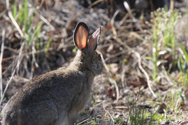 Cottontail konijn in het noorden van manitoba — Stockfoto