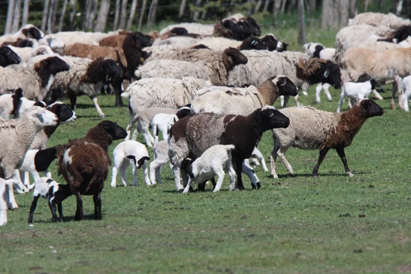 Gregge di pecore in primavera — Foto Stock