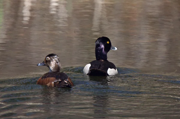 stock image Pair of Ring necked Ducks in roadside pond