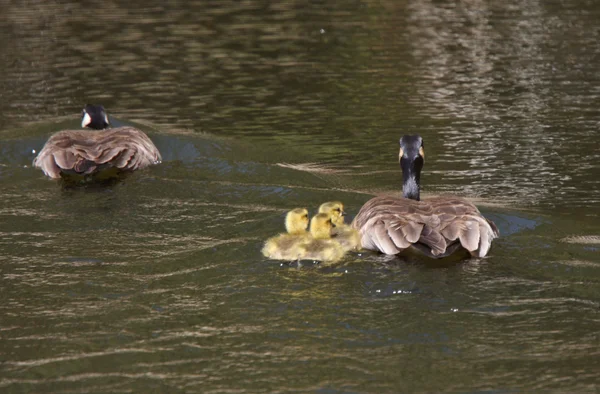Canada Geese Parents Goslings Pond — Stock Photo, Image