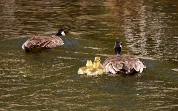 Canadá Gansos pais com gansos em lagoa — Fotografia de Stock