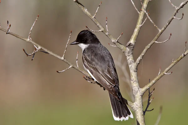 Eastern Kingbird on bare branch — Stock Photo, Image