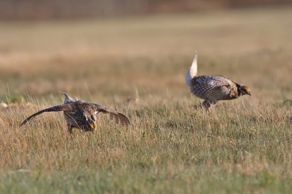 Sharp Tailed Grouse Lek Finding Dominate Male — Stock Photo, Image