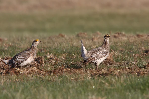 Sharp tailed Grouse at lek finding dominate male — Stock Photo, Image