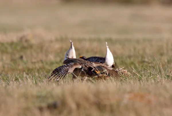 Sharp tailed Grouse at lek finding dominate male — Stock Photo, Image
