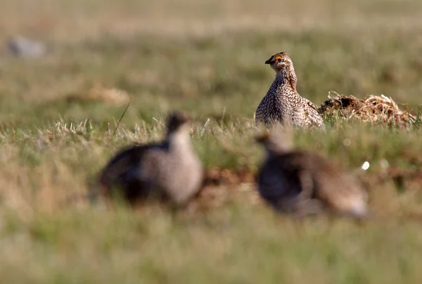 Sharp Tailed Grouse Lek Finding Dominate Male — Stock Photo, Image
