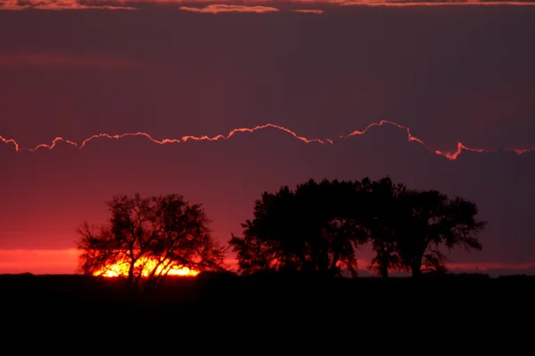 Puesta Sol Detrás Árboles — Foto de Stock