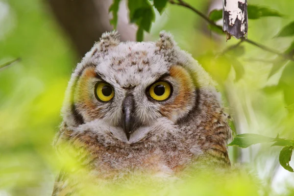 Great Horned Owl Fledgling Perched Tree — Stock Photo, Image