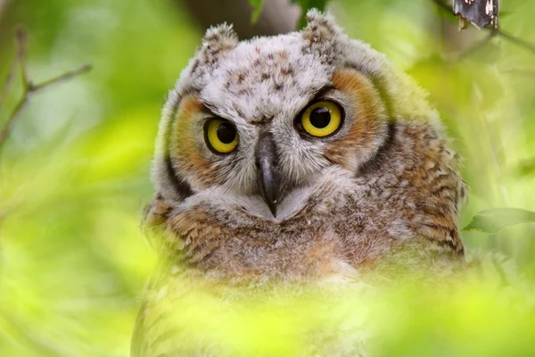 Great Horned Owl fledgling perched in tree — Stock Photo, Image