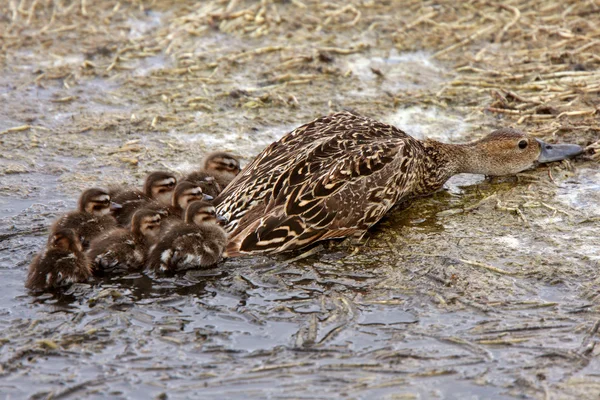 Female duck and ducklings hiding on shore of pothole — Stock Photo, Image