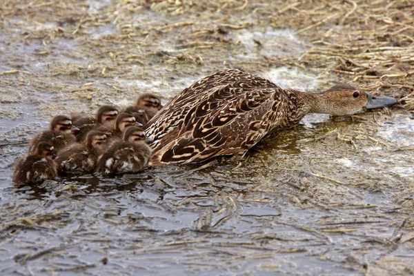 Female Duck Ducklings Hiding Shore Pothole — Stock Photo, Image