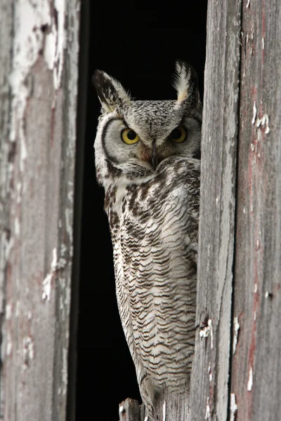 Great Horned Owl Zat Schuur Venster — Stockfoto