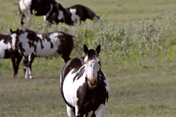Pinto hästar i saskatchewan betesmark — Stockfoto