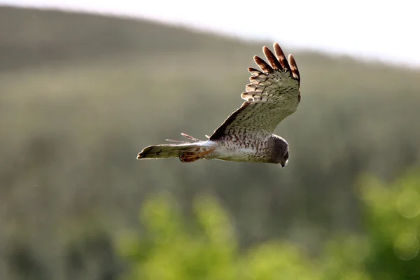 Male Northern Harrier Flight — Stock Photo, Image