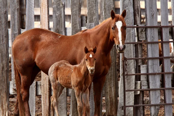 Mare and foal behind board fence — Stock Photo, Image