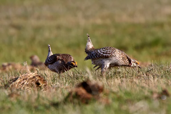 Sharp tailed Grouse at lek finding dominate male — Stock Image Sharp tailed Grouse at lek finding dominate male Stock Photo