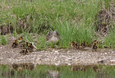 Mallard hen with duckling beside pond clipart