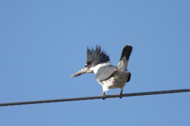 Belted kingfisher en alambre de arriba