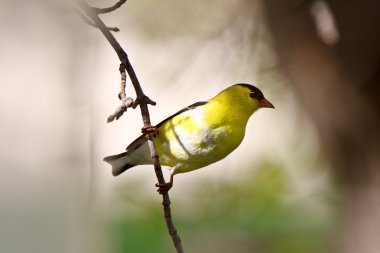 American Goldfinch perched on branch clipart