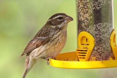 Song Sparrow at bird feeder clipart