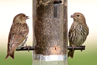 Song Sparrows at bird feeder clipart