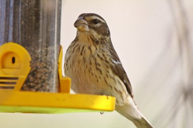 Song sparrow kuş Besleyici üzerinde