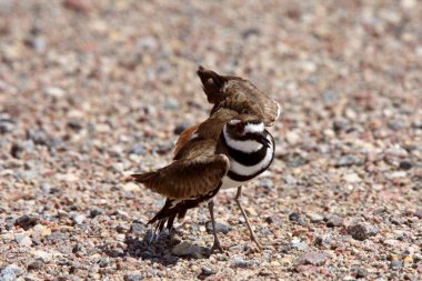 onun kanadı kırık hareket yapıyor Kildeer'in