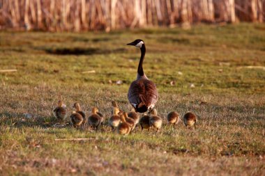 Goslings following Canada Goose parent clipart