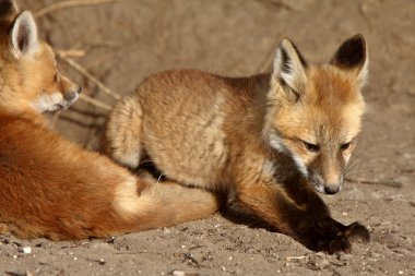 Red Fox pup outside its den clipart