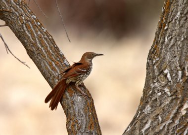 Brown Thrasher on tree trunk clipart