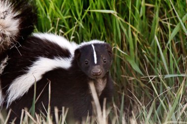 Young Striped Skunk in roadside ditch clipart