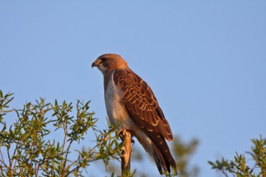 Swainson's Hawk perched on branch end clipart