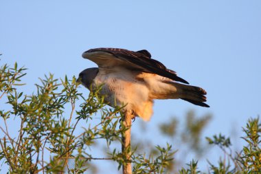 Şube ucunda Swainson's Hawk tünemiş