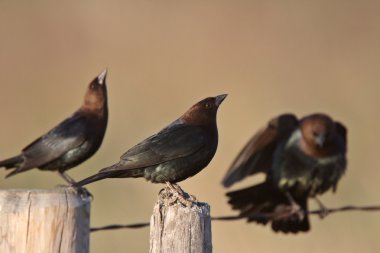 erkek kahverengi başlı cowbirds toplama