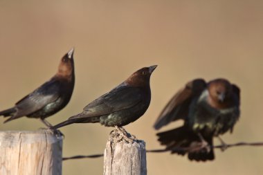 Male Brown headed Cowbirds gathering clipart