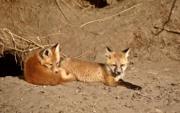 Red Fox Cuccioli Fuori Dalla Loro Tana — Foto Stock