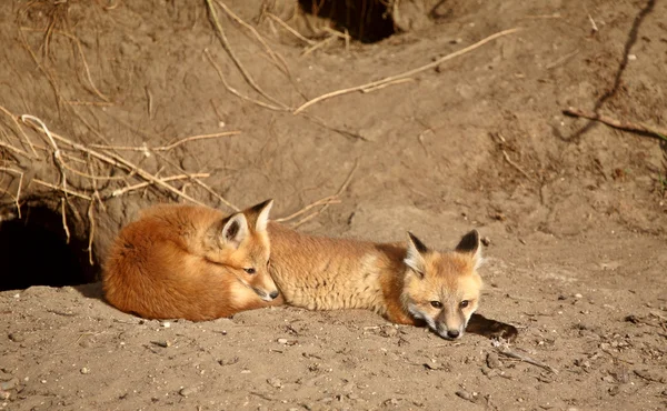Κόκκινη αλεπού κουτάβια έξω από το κρησφύγετό τους — Φωτογραφία Αρχείου