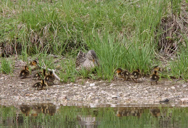 Mallard Hen Duckling Pond — Stock Photo, Image