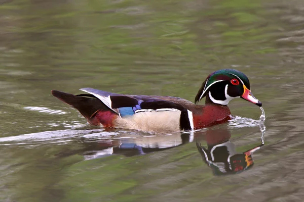 Reflection Wood Duck Pond — Stock Photo, Image