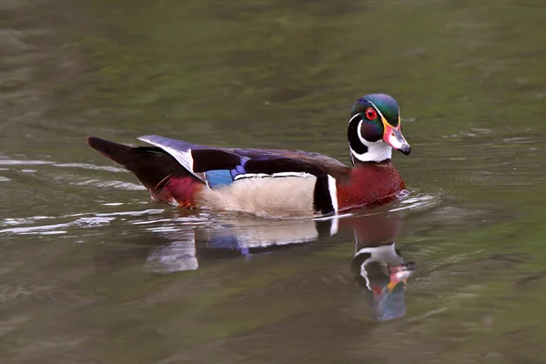 Reflection Wood Duck Pond — Stock Photo, Image