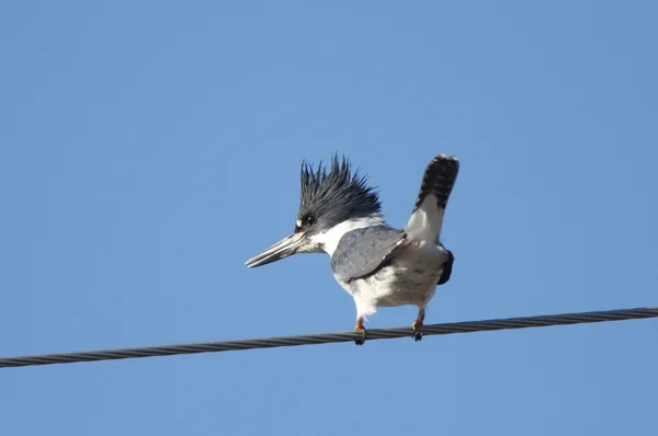 stock image Belted Kingfisher on overhead wire