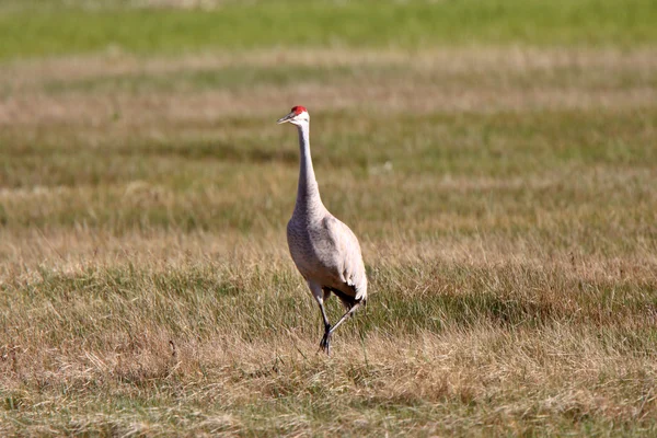 Sandhill Cranes во время сезона ухаживаний — стоковое фото