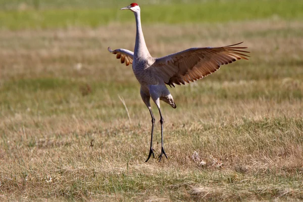 Sandhill Cranes Courting Season — Stock Photo, Image