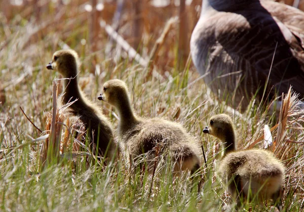 Гусеницы следуют за родителями канадских гусей — стоковое фото