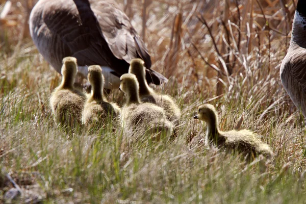 Goslings Canada Goose Parents — Stock Photo, Image