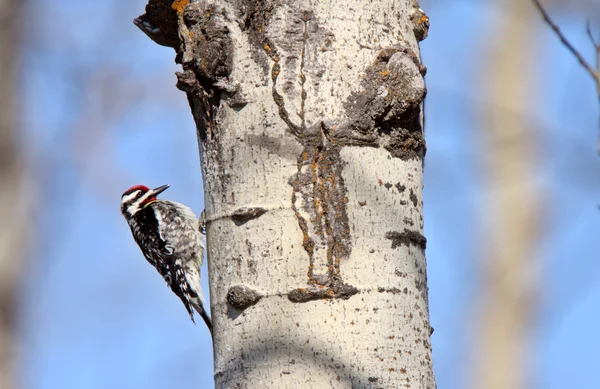 Downy Woodpecker on tree trunk — Stock Photo, Image
