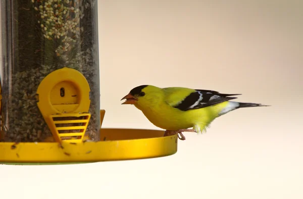 American Goldfinch at bird feeder — Stock Photo, Image