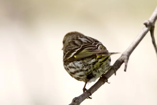 Låten sparrow uppflugen på gren — Stockfoto