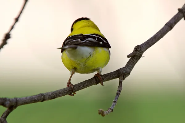 American Goldfinch perched on branch — Stock Photo, Image