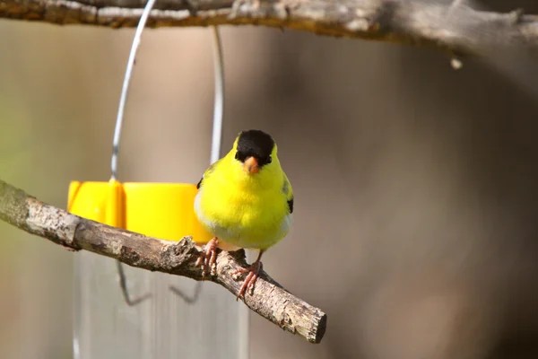 stock image American Goldfinch at bird feeder